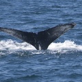 321-3923 Humpback Whale